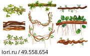 Tropical rainforest creeping virginia vine jungle woody climbing monstera plant liana realistic elements set isolated vector illustration. Стоковая иллюстрация, агентство Ingram Publishing / Фотобанк Лори