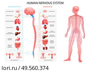 Human body nervous system sympathetic parasympathetic charts with realistic  organs depiction and anatomical terminology vector illustration. Стоковая иллюстрация, агентство Ingram Publishing / Фотобанк Лори