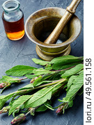 Sage leaves or salvia in herbal medicine.Medicinal herbs. Fresh sage herb. Стоковое фото, агентство Ingram Publishing / Фотобанк Лори