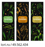 Cereal grasses vertical posters set with green and yellow images of eared plants on black background isolated vector illustration. Стоковая иллюстрация, агентство Ingram Publishing / Фотобанк Лори