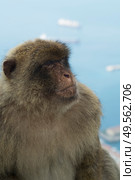 Barbary macaque in Gibraltar, Gibraltar (British Overseas Territories) Стоковое фото, фотограф Елена  Попкова / Фотобанк Лори