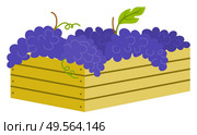 Wooden container with ripe purple grapes isolated icon. Vector vineyard fruits, seedless bubo, viticulture element. Winemaker industry, grapevine symbol, farming vector. Wooden Container with Ripe Purple Grapes Isolated. Стоковая иллюстрация, агентство Ingram Publishing / Фотобанк Лори