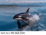 Killer whale (Orcinus orca) jumping out of the water. Стоковое AI-изображение, AI-художник Евгений Харитонов / Фотобанк Лори