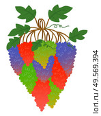 Grape bunch or berry cluster, vine plantation harvest vector. Vineyard, wine ingredient, viticulture or agriculture, fruit crop or harvest, organic product. Bouquet of grape. Harvest or Crop, Grape Bunch or Berry Cluster. Стоковая иллюстрация, агентство Ingram Publishing / Фотобанк Лори