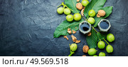 Healing tincture of unripe walnut.Green walnut in herbal medicine.. Unripe walnut tincture. Стоковое фото, агентство Ingram Publishing / Фотобанк Лори