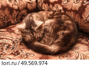 Cozy Cat Curled up on Ornate Couch in Warm Indoor Setting During Daylight. Стоковое фото, фотограф Aleksandr Golubev / Фотобанк Лори