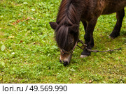Miniature Horse Grazing on Lush Green Grass in a Serene Outdoor Setting. Стоковое фото, фотограф Aleksandr Golubev / Фотобанк Лори