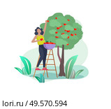 Harvesting and gardening people woman doing farming and garden job, planting, lay ripe apple from tree to box. Reaping crop concept. Harvesting and gardening people doing farming and garden job, pick berries, remove weeds, watering, planting, growing and transplant sprouts, lay ripe vegetables to box. Reaping crop. Стоковая иллюстрация, агентство Ingram Publishing / Фотобанк Лори