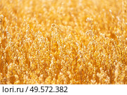 Golden oat straws on warm summer day in rural field. Cereal spike ready for harvest, agricultural background. Yellow wheat spikelets food healthy, Belarus. Стоковое фото, агентство Ingram Publishing / Фотобанк Лори