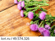 Thistle or silybum in folk herbal medicine.Healing wild herbs.. Thistle in herbal medicine. Стоковое фото, агентство Ingram Publishing / Фотобанк Лори