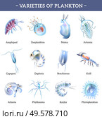 Varieties of plankton isolated icons set with text explanation cartoon vector illustration. Plankton Icons With Text Explanation. Стоковая иллюстрация, агентство Ingram Publishing / Фотобанк Лори