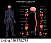 Human body nervous system sympathetic parasympathetic charts with realistic organs depiction anatomical terminology black background vector illustration. Human Nervous System Background. Стоковая иллюстрация, агентство Ingram Publishing / Фотобанк Лори