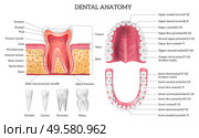 Tooth anatomy infographics with labelled teeth types and oral cavity structure realistic isolated vector illustration. Стоковая иллюстрация, агентство Ingram Publishing / Фотобанк Лори