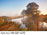 Autumn sunrise rural landscape. Fog on river. October fall calm morning misty scene. Alder, willow trees on riverbank, Belarus. Стоковое фото, агентство Ingram Publishing / Фотобанк Лори