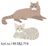 Fluffy cats vector, isolated set of kitty laying on floor. Furry character domesticated mammals, home pets, kittens with fur of grey colors flat style. Cats Laying on Floor, Set of Kittens Fluffy Kitty. Стоковая иллюстрация, агентство Ingram Publishing / Фотобанк Лори