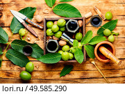 Healing tincture of unripe walnut.Green walnut in herbal medicine.. Unripe walnut medicine tincture. Стоковое фото, агентство Ingram Publishing / Фотобанк Лори