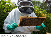 Beekeeper inspecting a frame of honey from hive. Стоковое фото, агентство Ingram Publishing / Фотобанк Лори