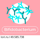 Bifidobacterium good bacteria for human body and digestive system. Nonmotile probiotics with beneficial effect on digestive system and microflora. Gram-positive microorganisms, vector in flat. Bifidobacterium Nonmotile Bacteria Probiotics. Стоковая иллюстрация, агентство Ingram Publishing / Фотобанк Лори