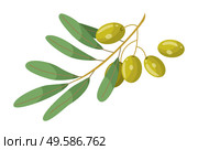 Olive branch with leaves element of treatment hair. Glossy green plant raw vegan product isolated on white. Vegetarian restore symbol for skincare and spa procedure. Vitamin and herbal remedy vector. Hair Oil Ingredient Olive Green Branch Vector. Стоковая иллюстрация, агентство Ingram Publishing / Фотобанк Лори