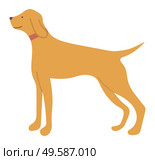 Hunting dog pointer isolated cartoon animal in flat style. Vector purebred for hunt, pedigree hound and retriever puppy. Gundog in collar with beige hair. Hunting Dog Pointer Isolated Cartoon Animal Vector. Стоковая иллюстрация, агентство Ingram Publishing / Фотобанк Лори