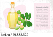 Glass bottle with liquid inside and closed with bung. Branch with green leaves and maroochi plant. Space with information about natural oil made from macadamia nuts. Vector illustration in flat style. Macadamia Oil in Vessel, Maroochi Nuts near Bottle. Стоковая иллюстрация, агентство Ingram Publishing / Фотобанк Лори