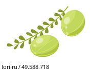 Two indian gooseberries and branch with leaves. Green small berries called amla isolated on white background. Edible product used in cooking, ingredient of meal. Vector illustration in flat style. Branch of Green Small Indian Gooseberries, Amla. Стоковая иллюстрация, агентство Ingram Publishing / Фотобанк Лори