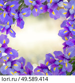 blue irises flowers frame on gray bokeh background. blue irise flowers close up. Стоковое фото, агентство Ingram Publishing / Фотобанк Лори