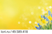 Spring bluebells and daffodils over sunny yellow background. Spring bluebells and daffodils. Стоковое фото, агентство Ingram Publishing / Фотобанк Лори