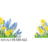 Spring bluebells and daffodils over white background. Spring bluebells and daffodils. Стоковое фото, агентство Ingram Publishing / Фотобанк Лори