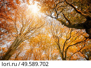 Colorful treetops in the fall with yellow and golden autumn leaves pointing to the sky. Стоковое фото, агентство Ingram Publishing / Фотобанк Лори