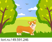 Happy cute corgi dog is walking in green summer park background. Funny ginger puppy with short paws and protruding tongue is walking in forest or meadow among trees and shrubs. Spring landscape. Happy cute corgi dog is walking in green summer park. Funny ginger puppy with short paws and tongue. Стоковая иллюстрация, агентство Ingram Publishing / Фотобанк Лори