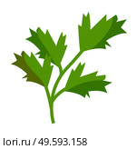 Isolated at white background green parsley icon. Natural organic greenery for salad or culinary. Healthy eating, keeping diet, vegeterian concept. Sprig of parsley, eco plant. Vector illustration. Green parsley icon, natural organic greenery for salad or culinary, healthy eating, sprig of parsley. Стоковая иллюстрация, агентство Ingram Publishing / Фотобанк Лори