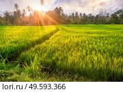 Sunset over rice terraces in Ubud surroundings, Bali, Indonesia. Rice terraces in Ubud surroundings at sunset. Bali island, Indonesia. Стоковое фото, агентство Ingram Publishing / Фотобанк Лори
