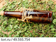 Medicinal,herbal tincture from orthilia secunda.Herbal medicine.Healing herbs. Bottle of tincture of medicinal herbs. Стоковое фото, агентство Ingram Publishing / Фотобанк Лори