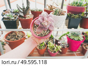 Little garden of mixed succulent plants. Стоковое фото, агентство Ingram Publishing / Фотобанк Лори