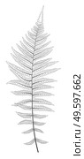 Fern Leaf Silhouette Vector Background Illustration EPS10. Fern Leaf Silhouette Vector Background Illustration. Стоковая иллюстрация, агентство Ingram Publishing / Фотобанк Лори