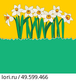 Natural background with daffodil flower and copy space. Vector Illustration. Natural background with daffodil flower and copy space. Vector Illustration EPS10. Стоковая иллюстрация, агентство Ingram Publishing / Фотобанк Лори