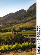 Wine farm. Vineyard landscape at sunset with mountains. Stellenbosch, South Africa. vine grapes rows. Стоковое фото, фотограф Екатерина Якименко / Фотобанк Лори