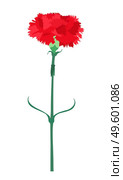 Carnation flower isolated on white background. Vector Illustration EPS10. Carnation flower isolated on white background. Vector Illustration. Стоковая иллюстрация, агентство Ingram Publishing / Фотобанк Лори