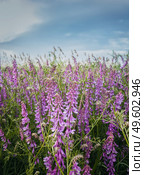 Purple meadow of blooming tufted vetch flowers. Wild vicia cracca, a scrambling plant with violet petals, similar to pea vegetation. Closeup picturesque summer field. Countryside grassland background. Стоковое фото, агентство Ingram Publishing / Фотобанк Лори