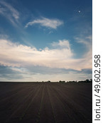 Sunflower sprouts seedling growing across a fertile agricultural land, below a tranquil sky. Vertical orientation background, organic farming. Countryside field for agriculture. Стоковое фото, агентство Ingram Publishing / Фотобанк Лори