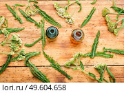 Jar of yarrow tincture.Medicine made from healing herbs.Herbalism and homeopathic. Yarrow in herbal medicine,achillea millefolium. Стоковое фото, агентство Ingram Publishing / Фотобанк Лори