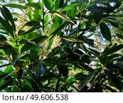 Цветущая лавровишня (Prunus laurocerasus) в летний солнечный день. Стоковое фото, фотограф Сергей Никифоров-Гордеев / Фотобанк Лори