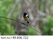 Черноголовый чекан Saxicola rubicola. Стоковое фото, фотограф Владимир Глинский / Фотобанк Лори