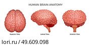 Human brain anatomy color set of superior lateral and anterior views of cerebral cortex with cerebrum gyrus isolated on white background vector illustration. Human Brain Anatomy Set. Стоковая иллюстрация, агентство Ingram Publishing / Фотобанк Лори