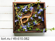Chicory root and chicory flowers,weed. Wild plant in herbal medicine.Coffee substitute. Chicory in herbal medicine. Стоковое фото, агентство Ingram Publishing / Фотобанк Лори