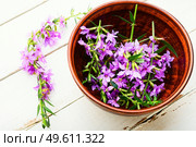 Ivan tea in a bowl.Blooming willow herb in herbal medicine.Medicative blooming sally. Willow-herb or blooming sally. Стоковое фото, агентство Ingram Publishing / Фотобанк Лори