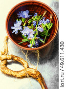 Chicory root and chicory flowers,weed. Wild plant in herbal medicine.. Chicory in herbal medicine. Стоковое фото, агентство Ingram Publishing / Фотобанк Лори