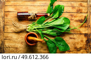 Plantain tincture in a glass bottle. Healing potion, herbal medicine.Broadleaf plantain leaves. Plantain in herbal medicine,homeopathic herbs. Стоковое фото, агентство Ingram Publishing / Фотобанк Лори