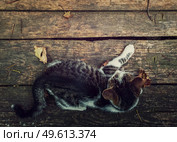 Top-down view of a cat lying on a rustic wooden table surrounded by fallen dry leaves. Autumn season background with kitten on old wood board with copy space for advertising. Стоковое фото, агентство Ingram Publishing / Фотобанк Лори